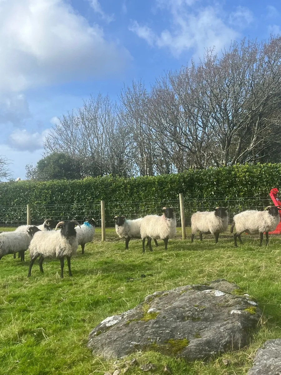 8 Blackface Ewes - Image 2