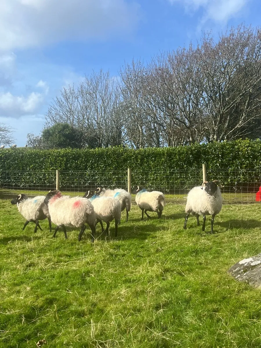 8 Blackface Ewes - Image 3