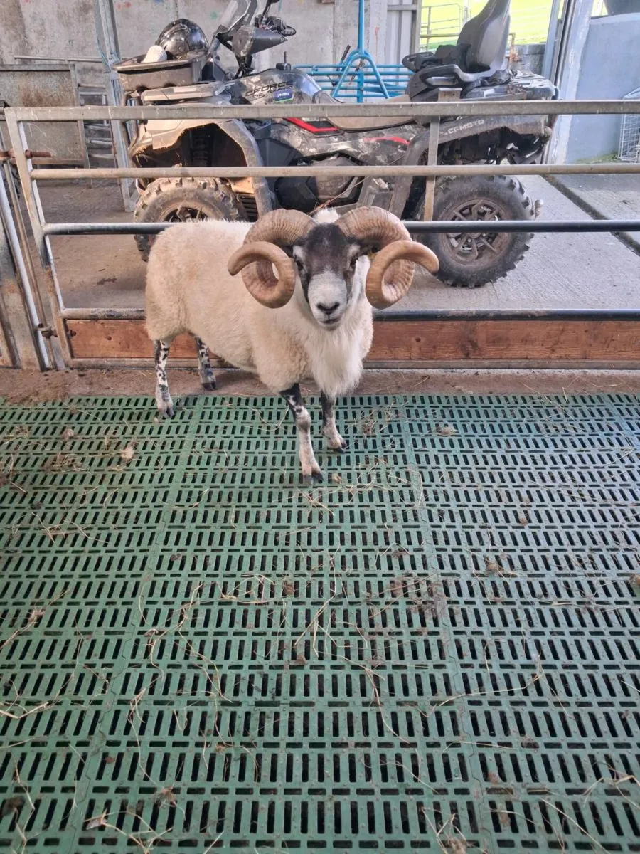 Ram - Image 1