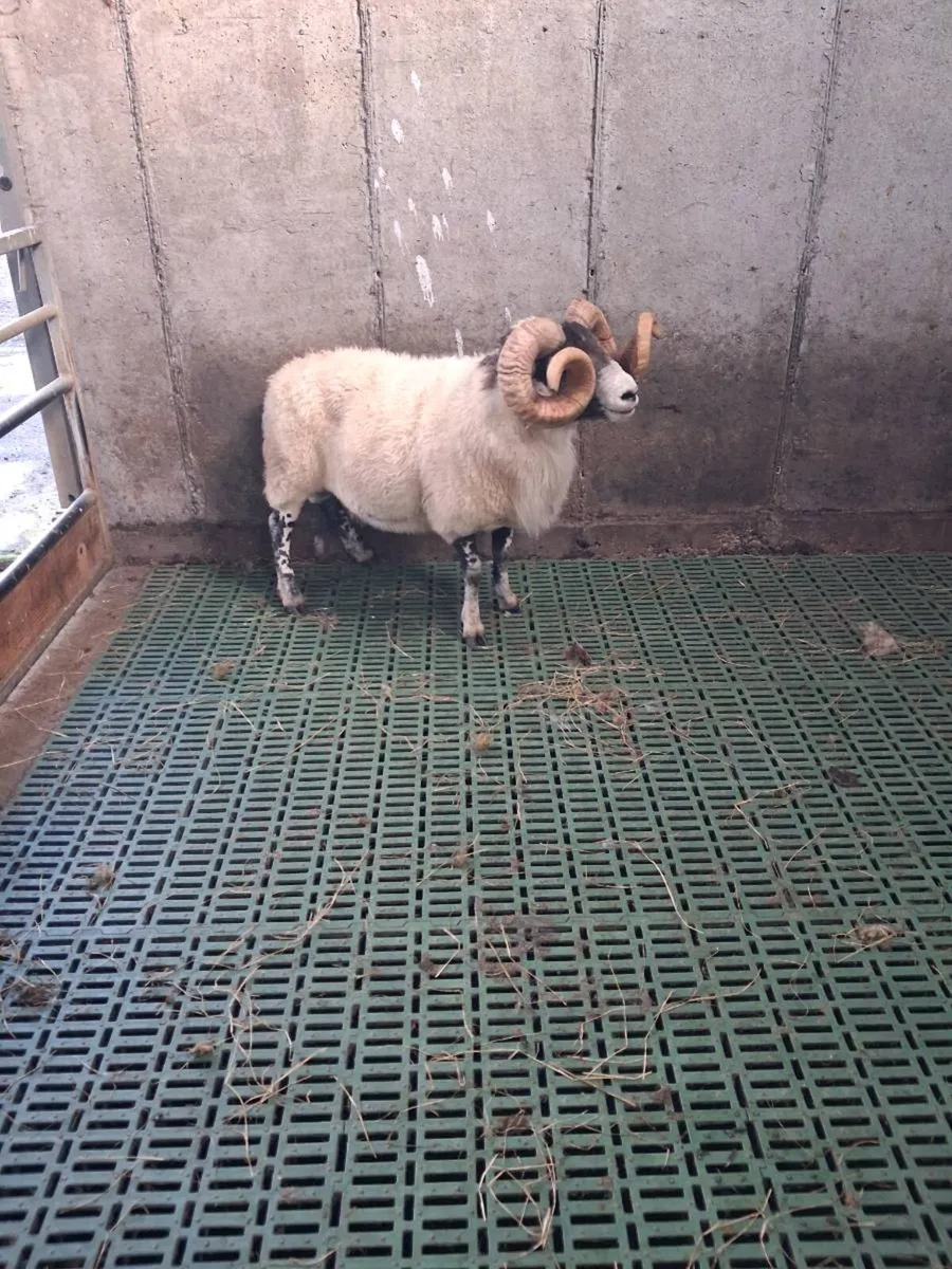 Ram - Image 2