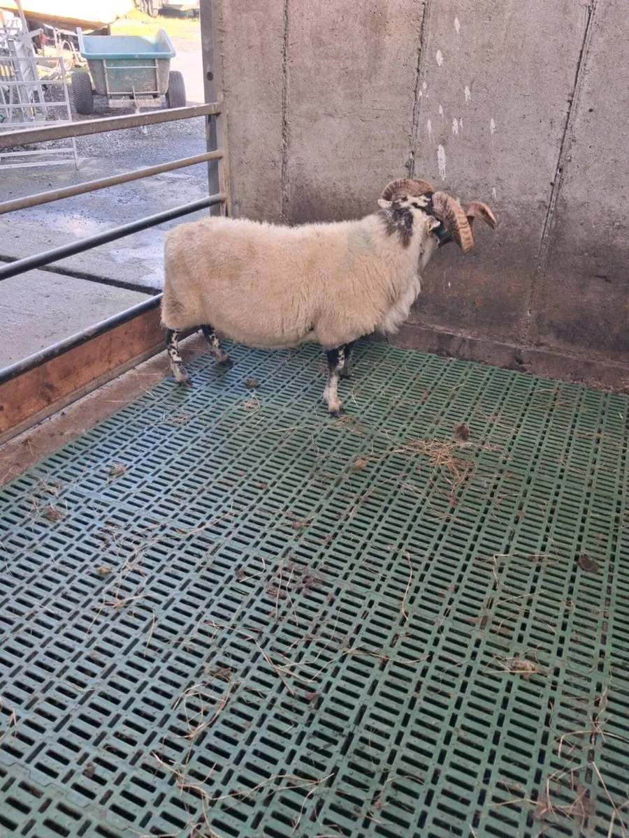Ram - Image 3