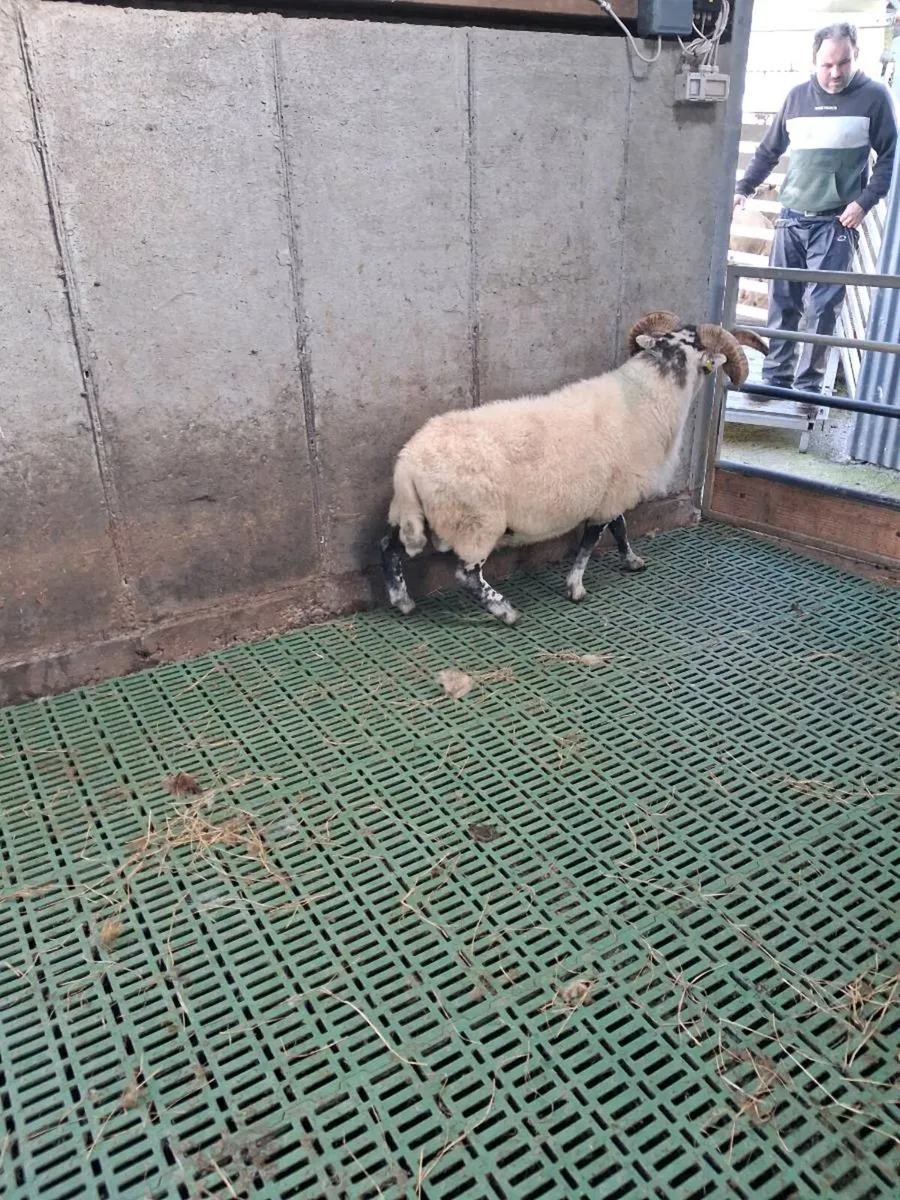 Ram - Image 4