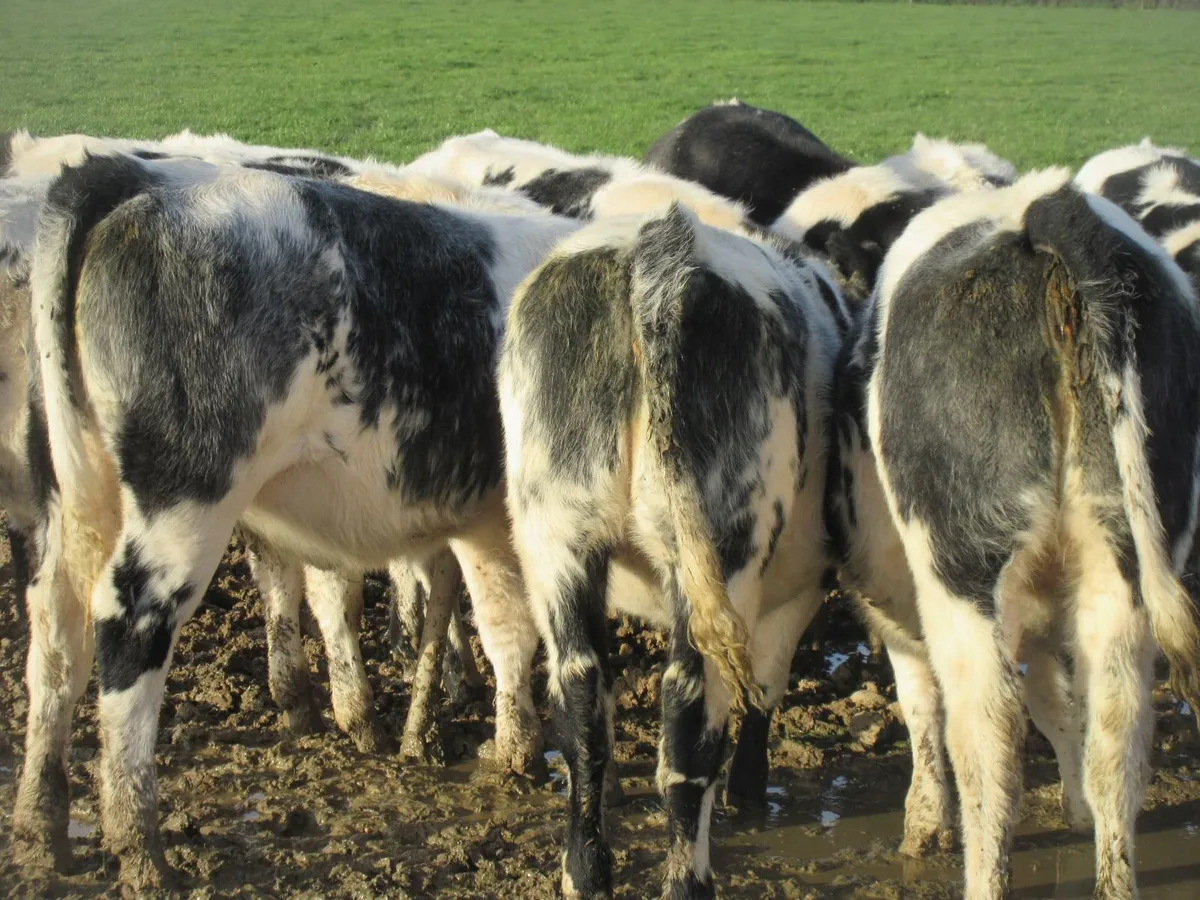 15 BELGIAN BLUE HEIFER WEANLINGS - Image 2
