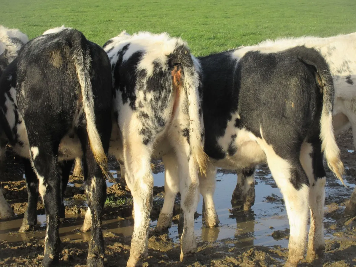 15 BELGIAN BLUE HEIFER WEANLINGS - Image 3