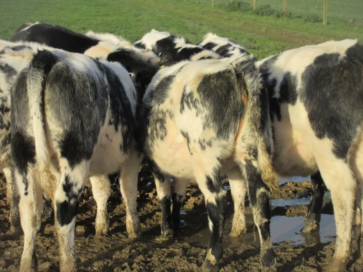 15 BELGIAN BLUE HEIFER WEANLINGS - Image 4