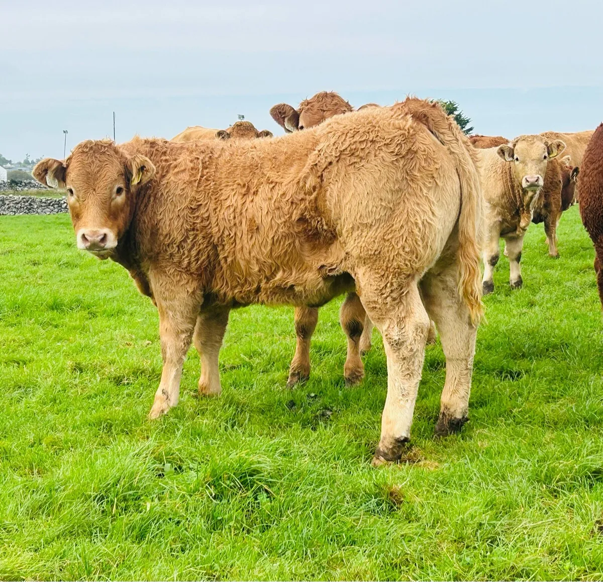 LM Weanling Heifers Ballinasloe Mart Sat 17 Oct - Image 1