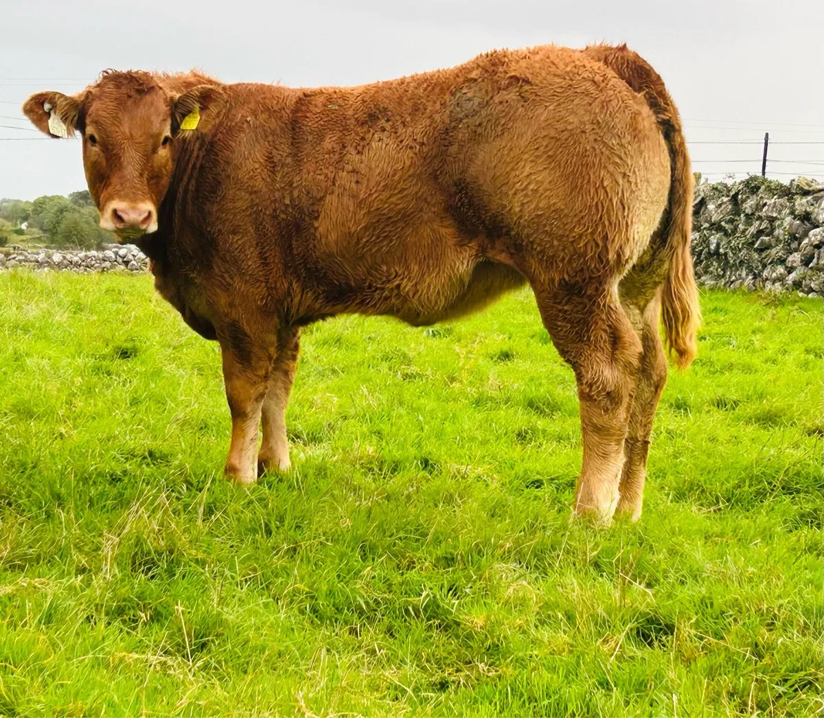 LM Weanling Heifers Ballinasloe Mart Sat 17 Oct - Image 2