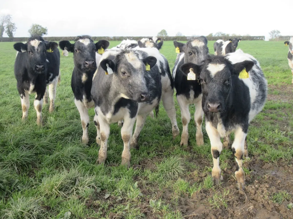 15 BELGIAN BLUE HEIFER WEANLINGS - Image 1