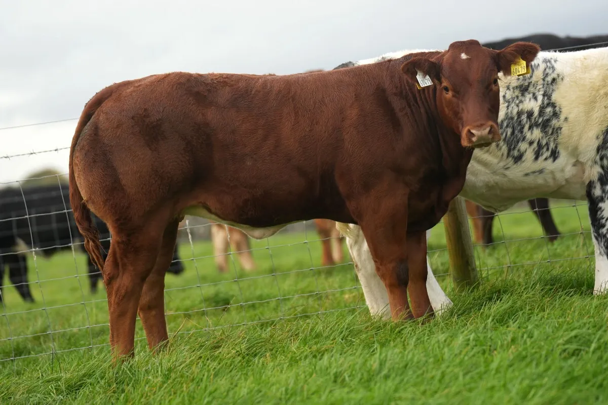SUPER SHOW HEIFERS - Balla Mart 20th October - Image 2
