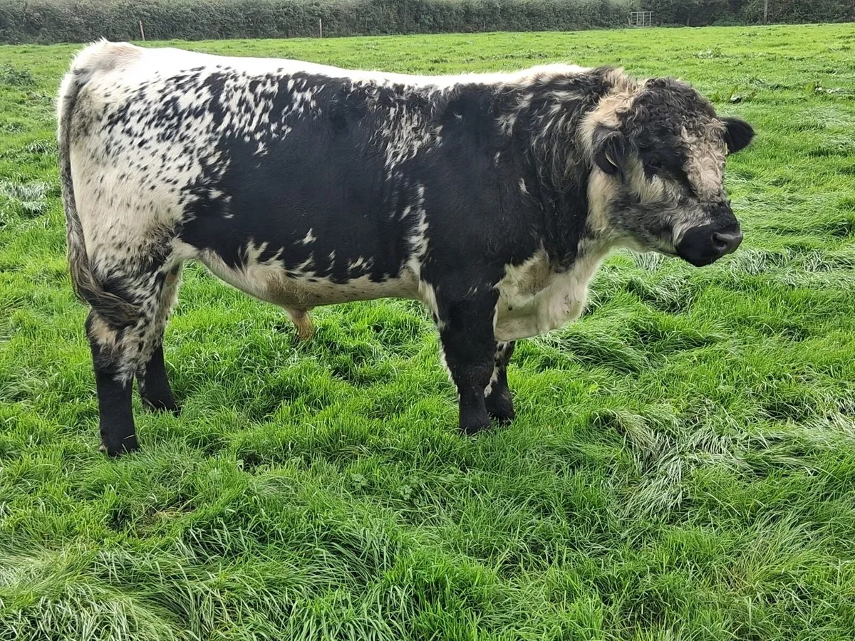 2 X Speckle park bulls for sale - Image 3