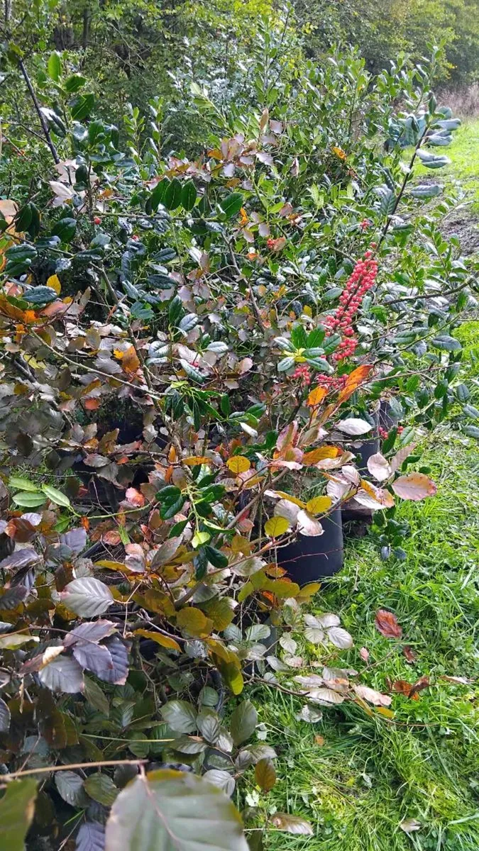 Holly Plants in pots - Image 1