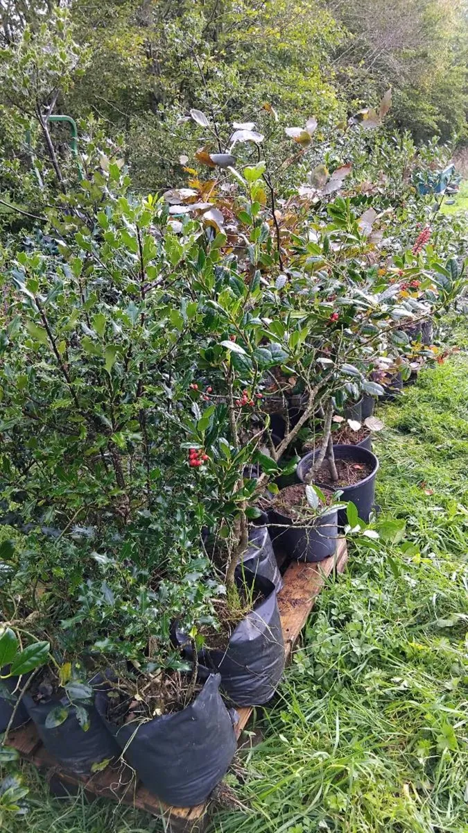 Holly Plants in pots - Image 2