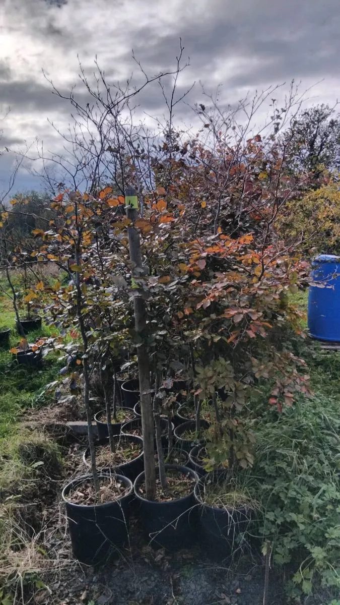 Holly Plants in pots - Image 3