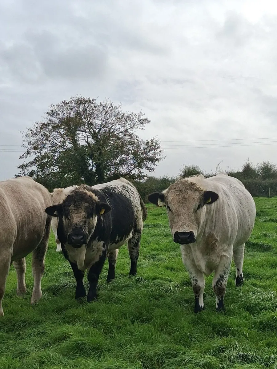 2 X Speckle park bulls for sale - Image 2