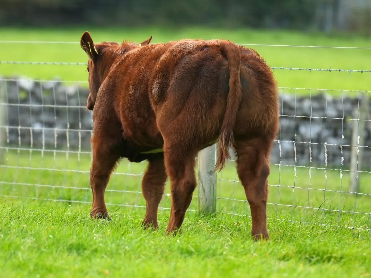 SUPER SHOW HEIFERS - Balla Mart 20th October - Image 3