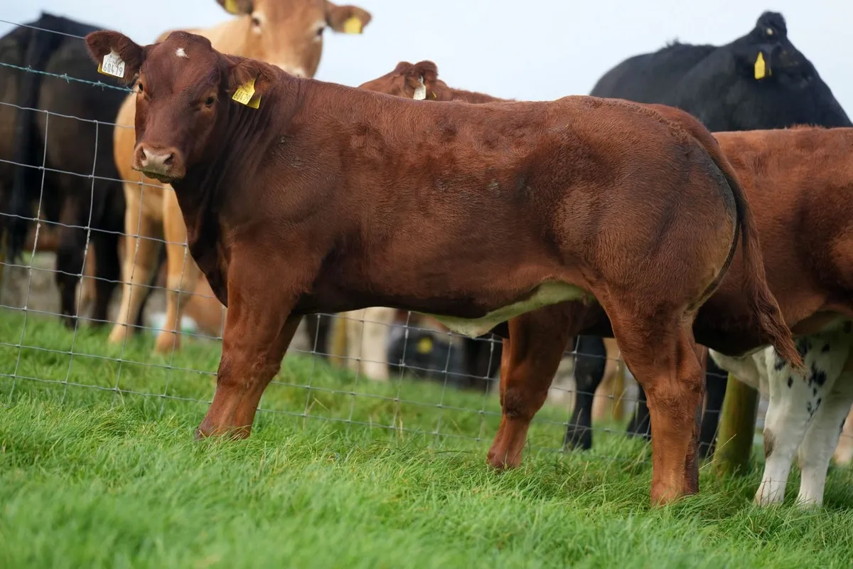 SUPER SHOW HEIFERS - Balla Mart 20th October - Image 4