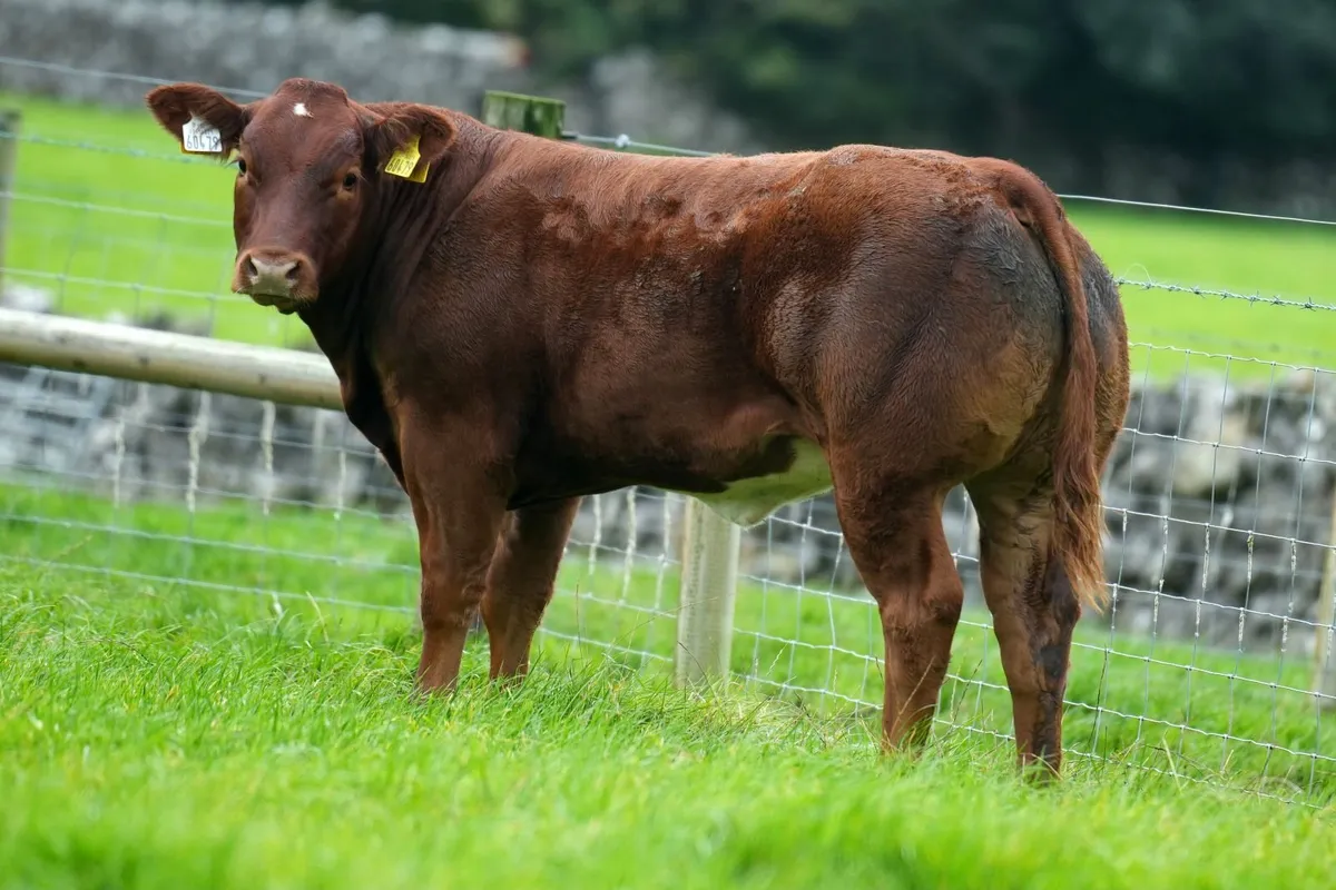 SUPER SHOW HEIFERS - Balla Mart 20th October - Image 1