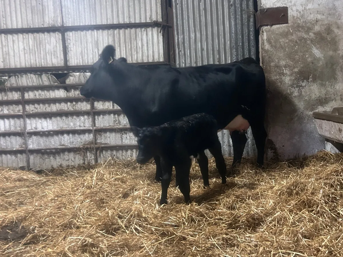 Angus heifer and Calf - Image 1