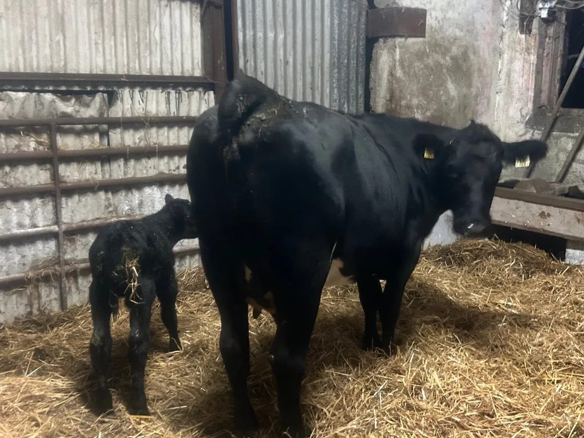 Angus heifer and Calf - Image 4