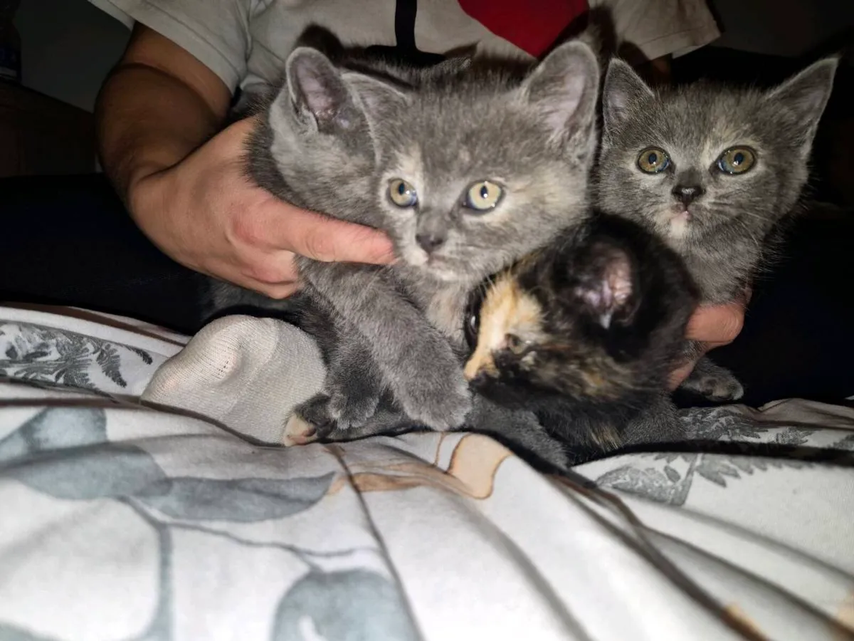kittens - Image 1