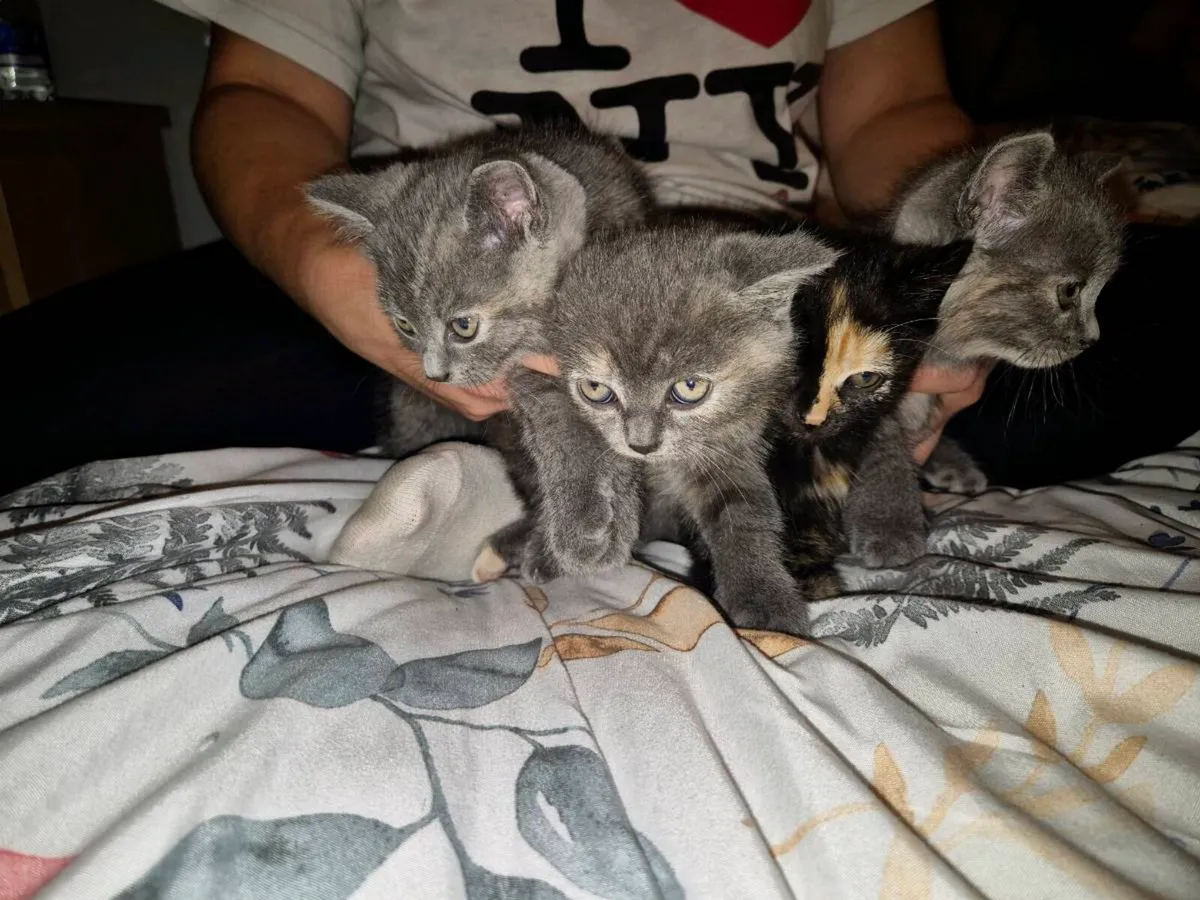 kittens - Image 2