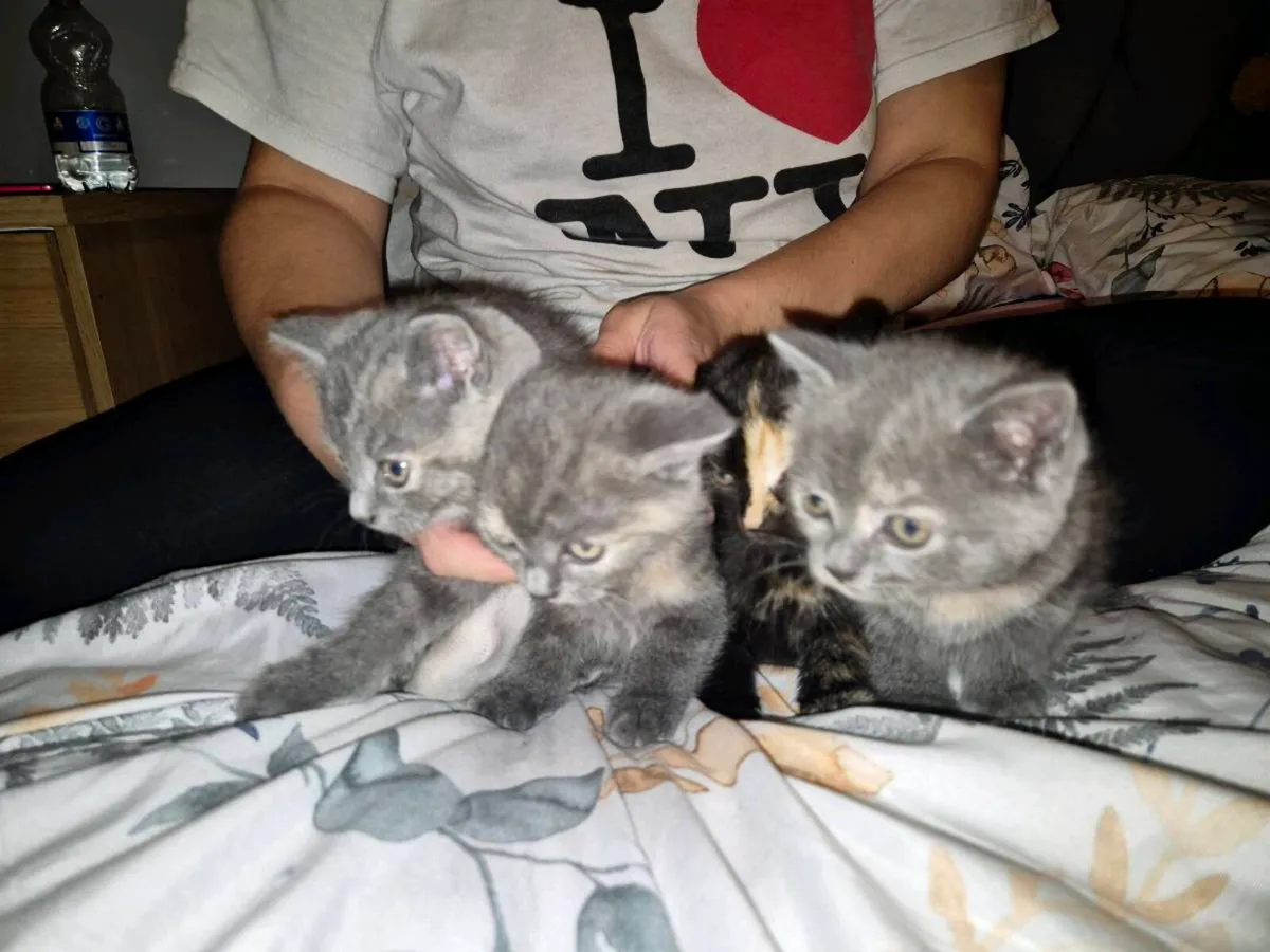 kittens - Image 3