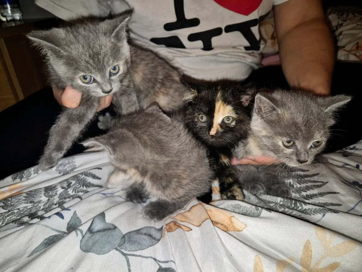kittens - Image 4