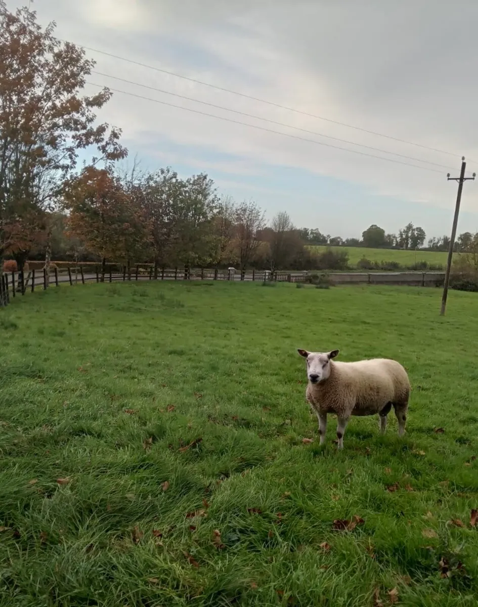 Aberfield shearling ram - Image 1