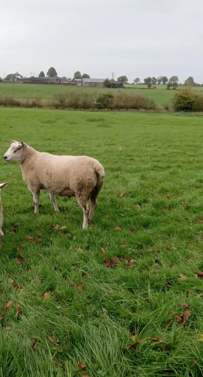 Aberfield shearling ram - Image 2