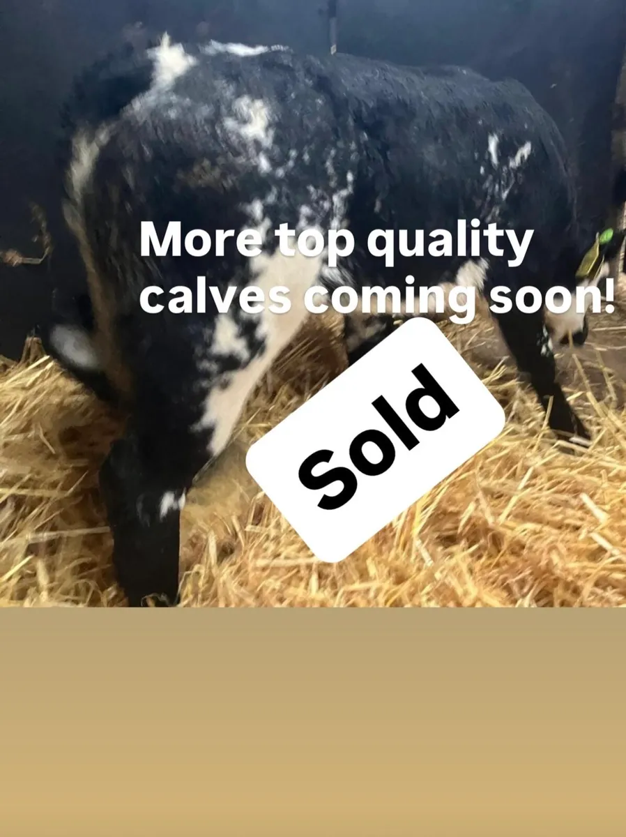 Top Quality Belgian Blue Calves - Image 1