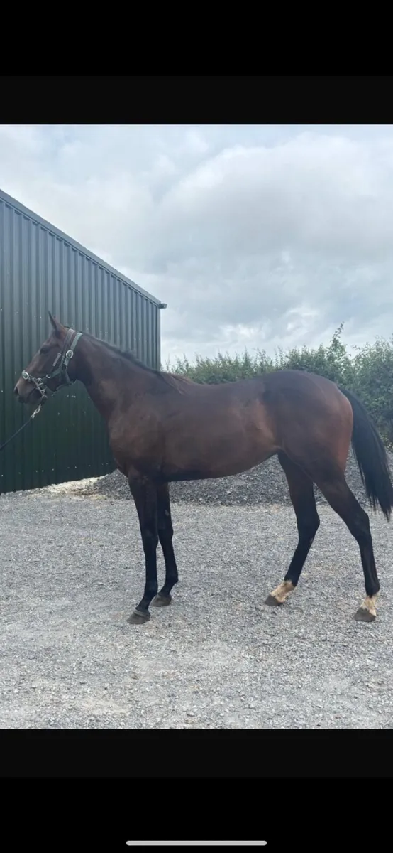 Horse - Image 1
