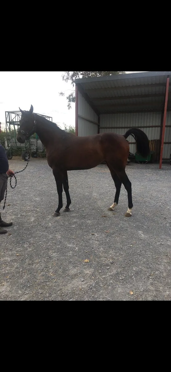 Horse - Image 4