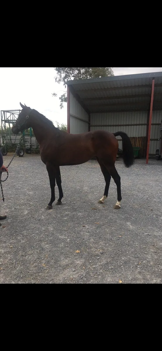 Horse - Image 2