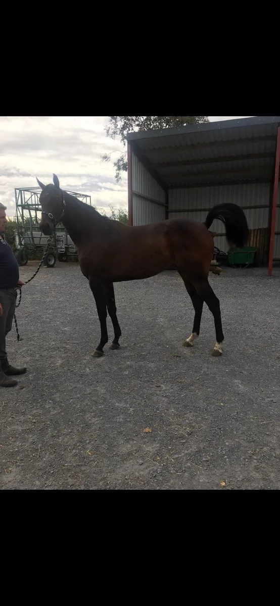 Horse - Image 3