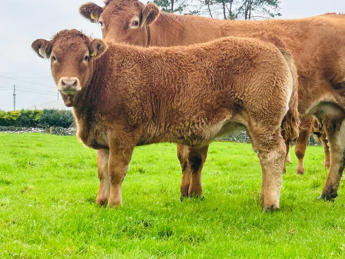 LM Weanling Heifers Ballinasloe Mart Sat 17 Oct - Image 3