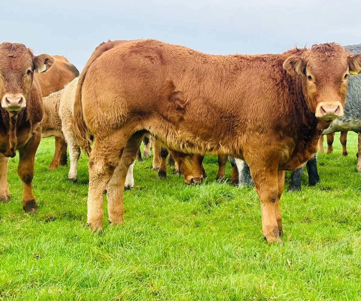 LM Weanling Heifers Ballinasloe Mart Sat 17 Oct - Image 4