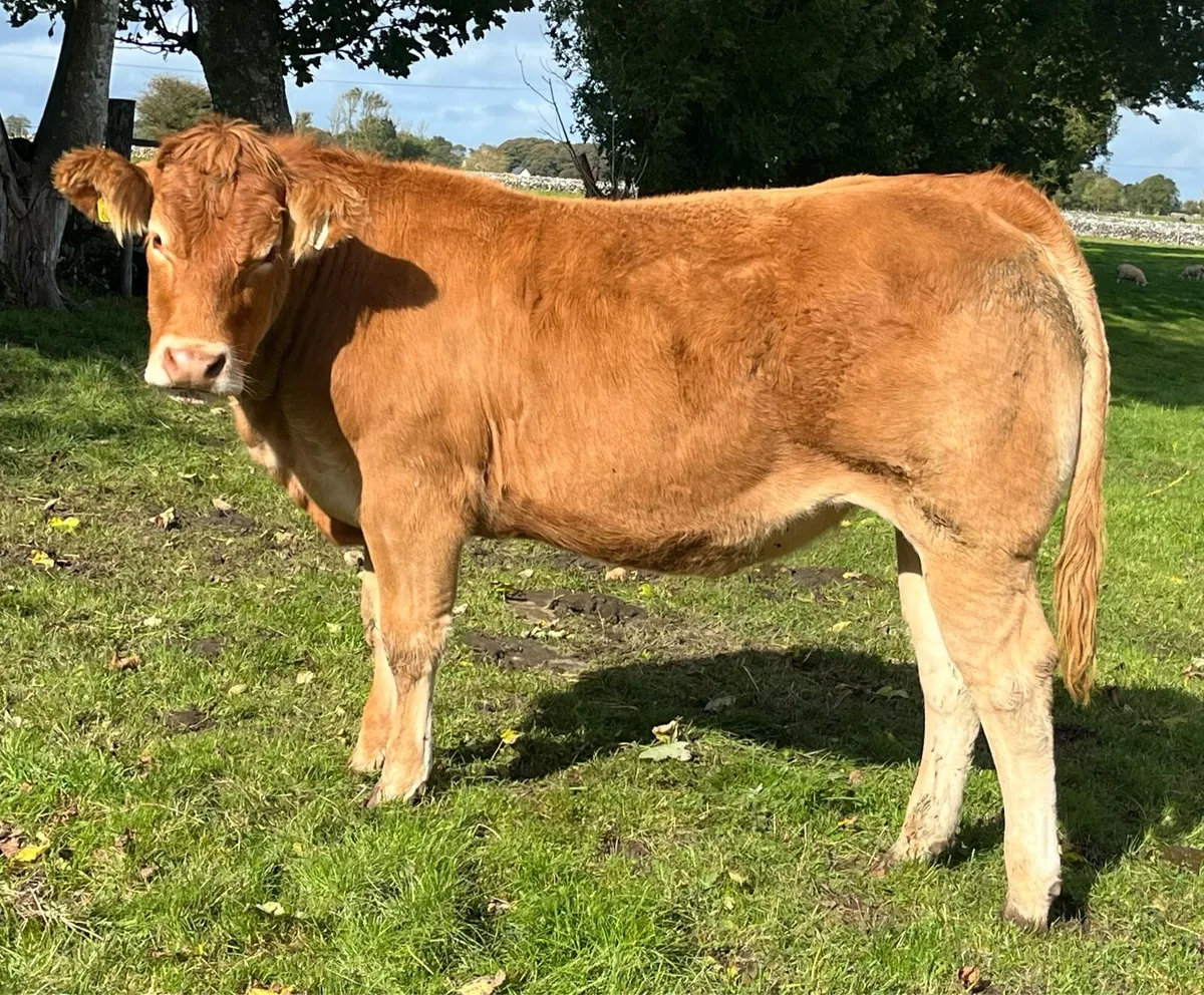 Pedigree Limousin Heifers - Image 1
