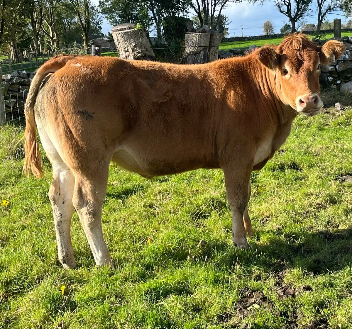 Pedigree Limousin Heifers - Image 3