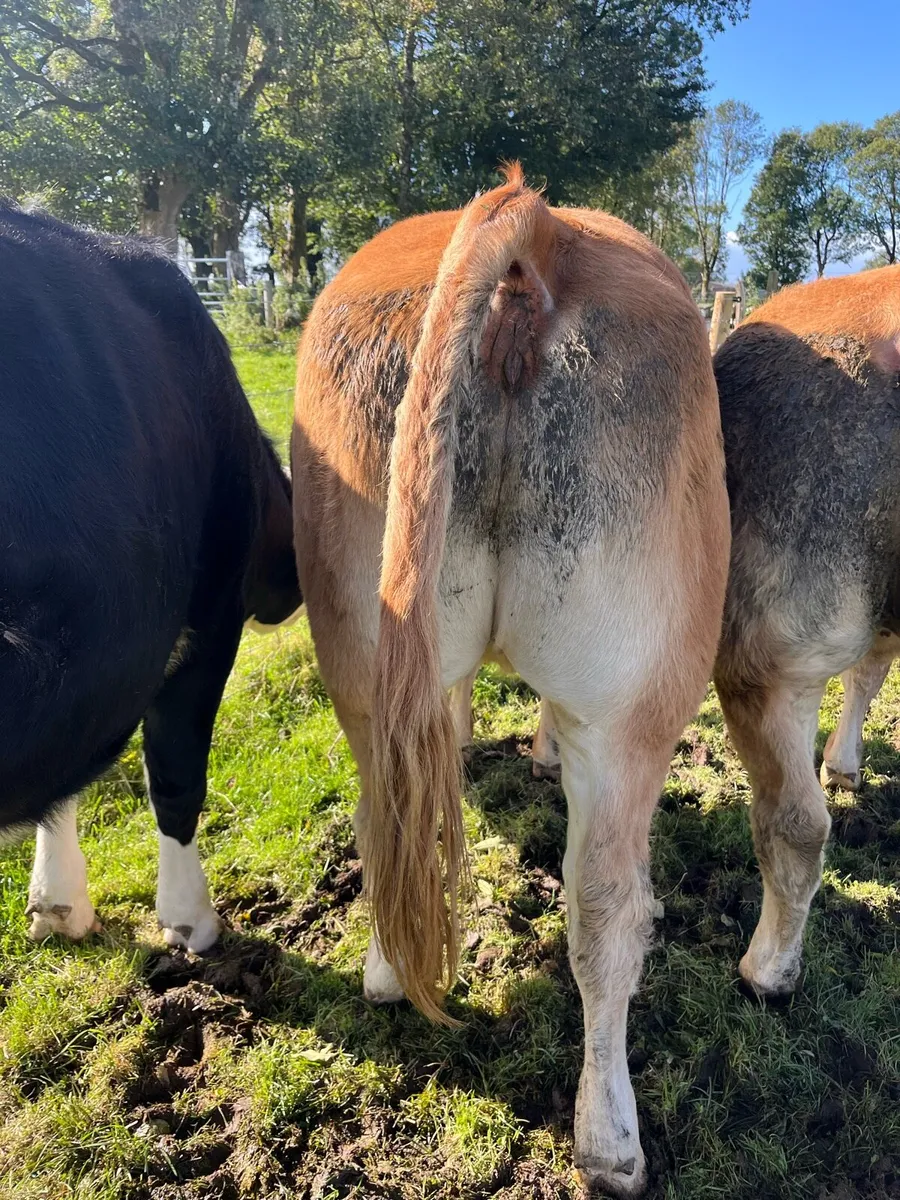 Pedigree Limousin Heifers - Image 4
