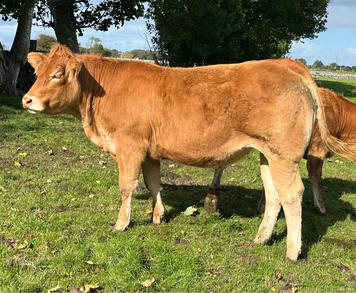 Pedigree Limousin Heifers - Image 2