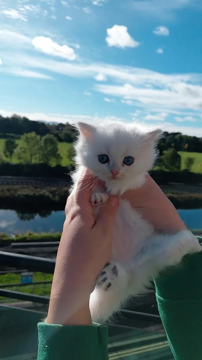 British Longhair Kitten - Image 2