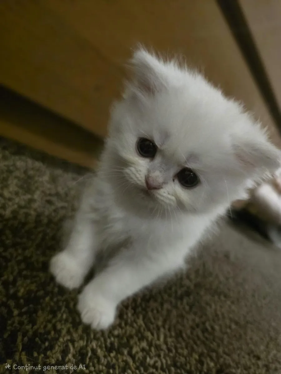 British Longhair Kitten - Image 3