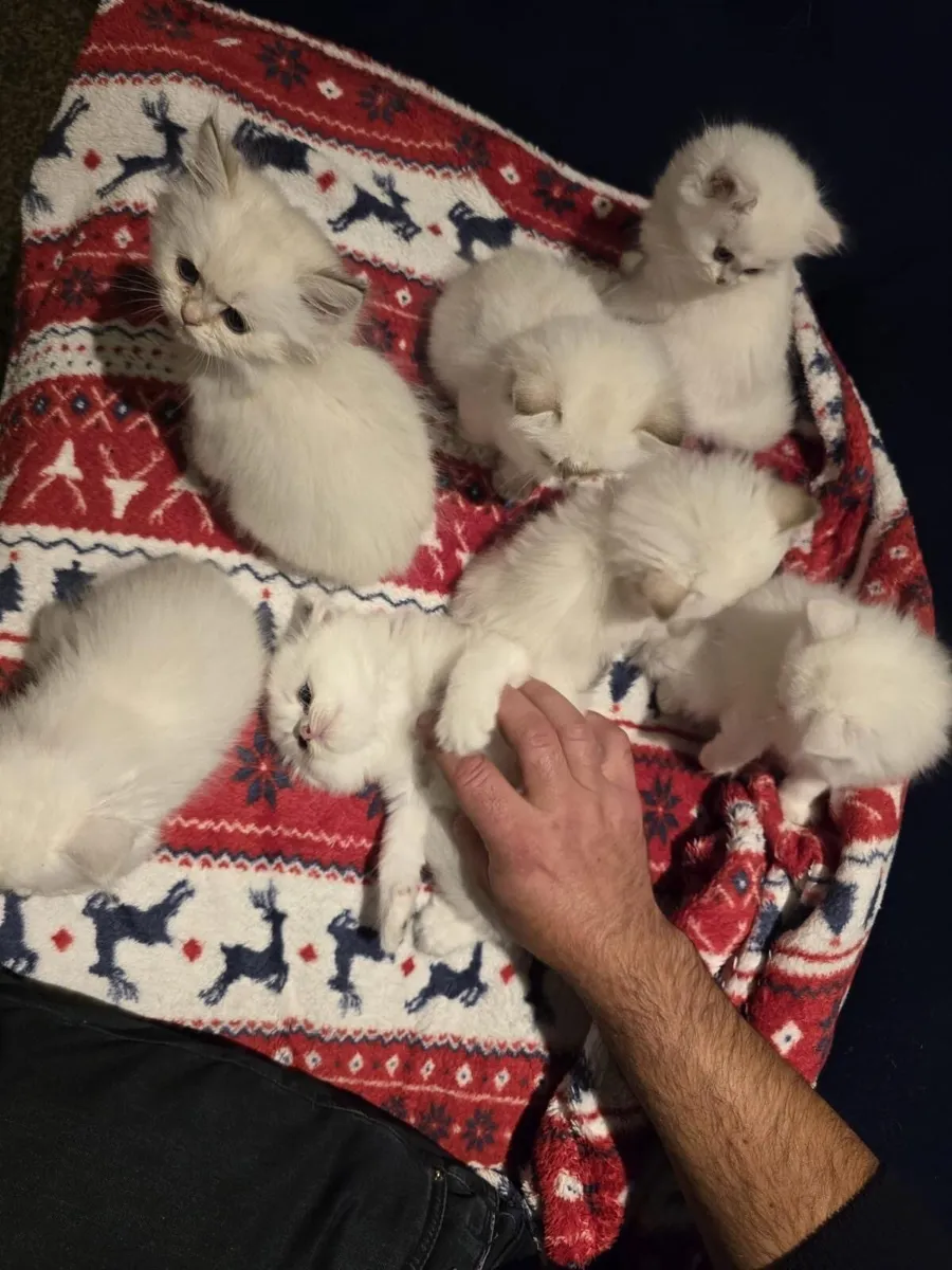 British Longhair Kitten - Image 4