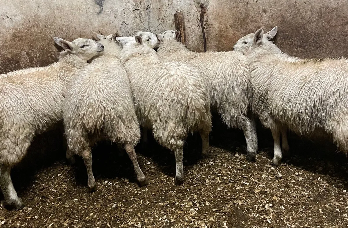 ⭐️EWE LAMBS ⭐️ - Image 1