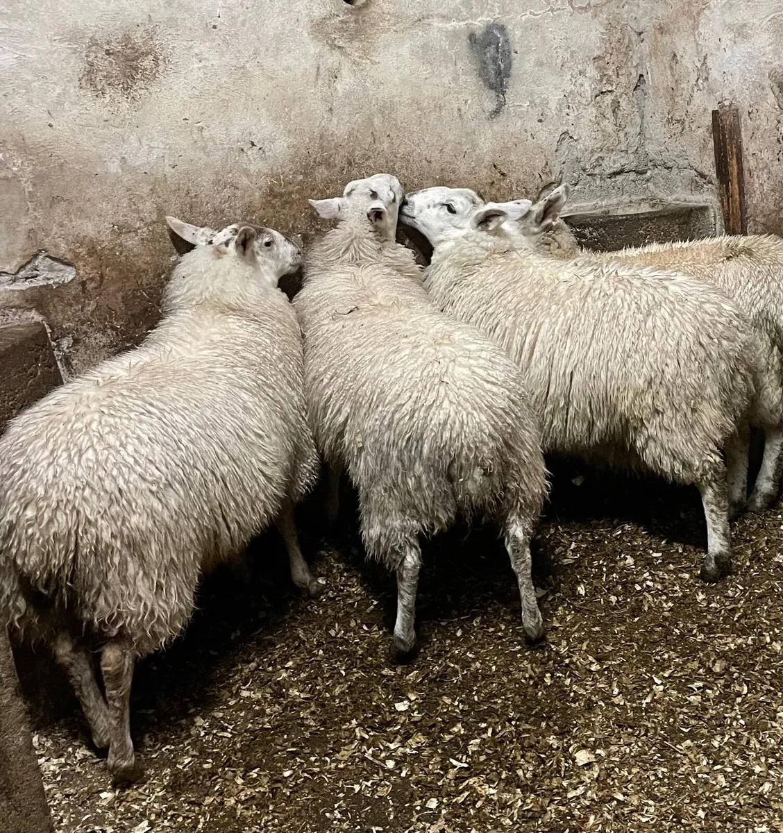 ⭐️EWE LAMBS ⭐️ - Image 2