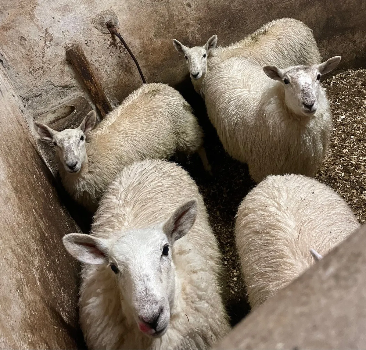 ⭐️EWE LAMBS ⭐️ - Image 3