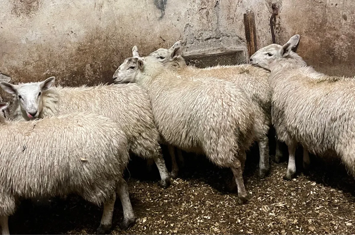 ⭐️EWE LAMBS ⭐️ - Image 4