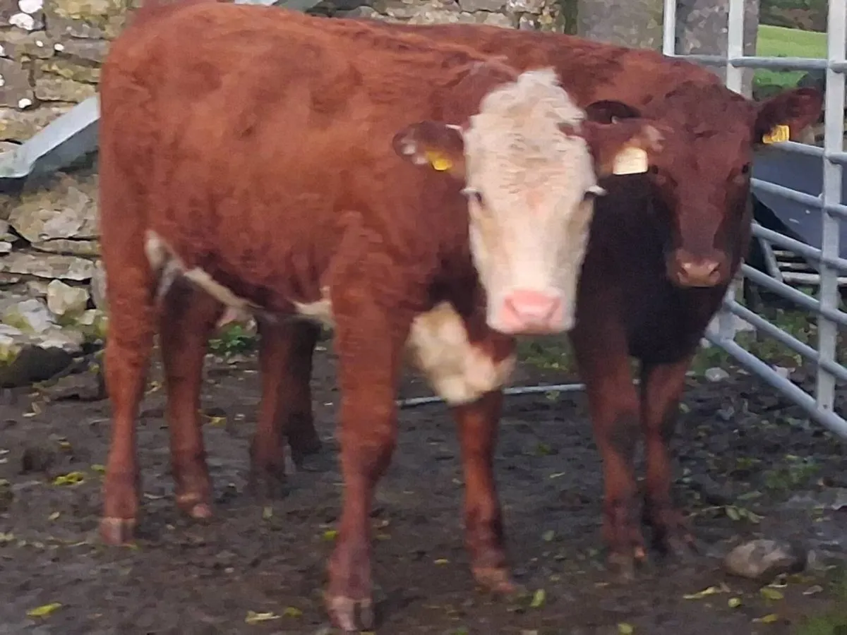 2 Suckler Bred Weanling Heifers - Image 1