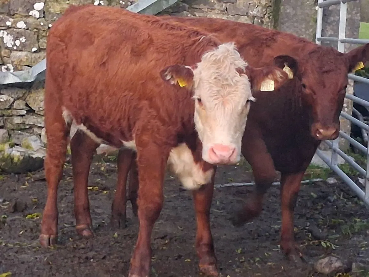2 Suckler Bred Weanling Heifers - Image 2