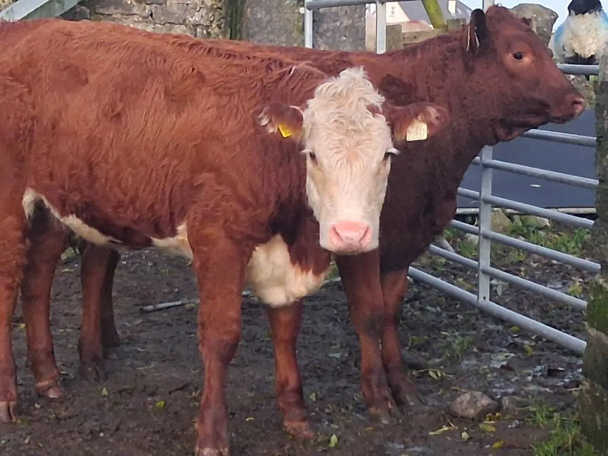 2 Suckler Bred Weanling Heifers - Image 3